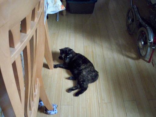 Pet Supply Store «PetSmart», reviews and photos, 14 Crossing Way #2, Augusta, ME 04330, USA