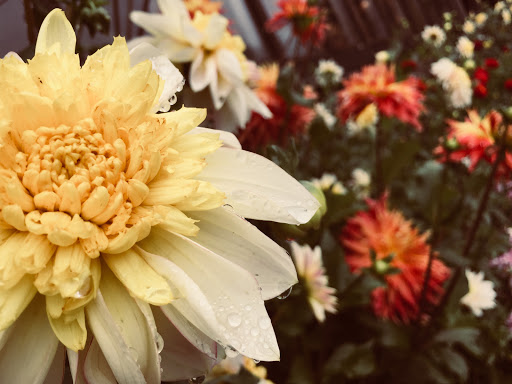 Wedding Venue «Red Cedar Farm», reviews and photos, 27054 NW Lofall Rd, Poulsbo, WA 98370, USA