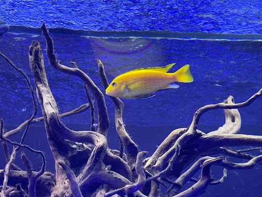 Pet Store «Animal Attraction», reviews and photos, 2518 11th Ave, Greeley, CO 80631, USA