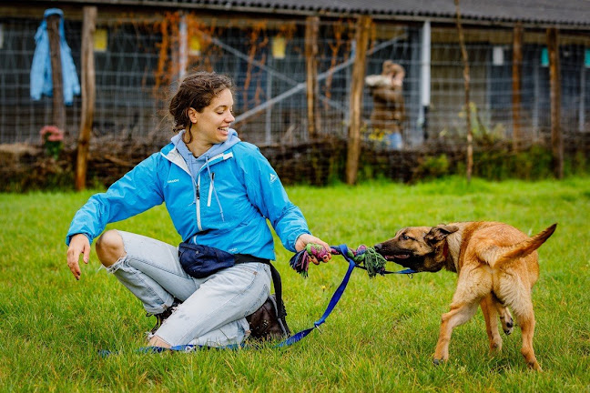 Beoordelingen van Big Mouth Dog Training in Walcourt - Hondentrainer