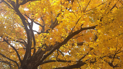 Family Law Attorney «The Law Office of Melissa Winkler-York, LLC», reviews and photos