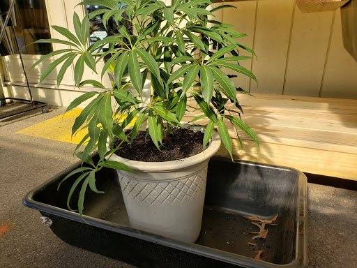 Bonsai plant supplier High Point