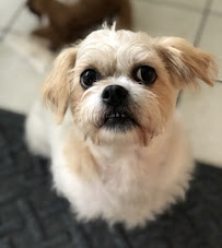 Sassy Paws Inc - Photo 5 - Car repair in , Chicago