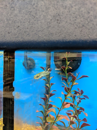 Pet Supply Store «Petco Animal Supplies», reviews and photos, 4755 U.S. 9, Howell, NJ 07731, USA