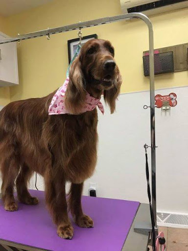 Pet Supply Store «Animal House Grooming & Quality», reviews and photos, 229 W Absecon Blvd, Absecon, NJ 08201, USA