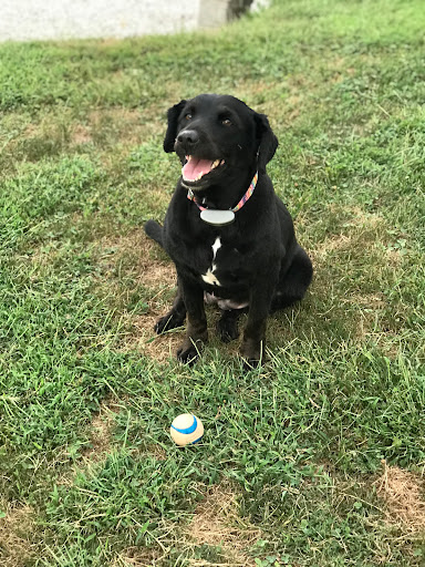 Pet Groomer «Premier Loving Care», reviews and photos, 48 E Washington St, Shelbyville, IN 46176, USA