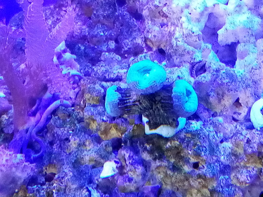 Mundo Azul Aquarium