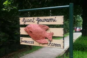 Giant Gourami Farm image