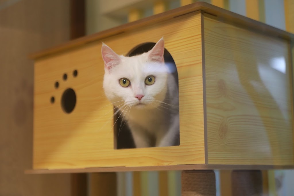 六貓茶坊 的照片