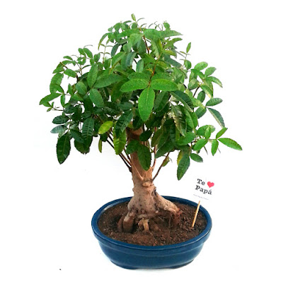 IMPERIO BONSAI (Zona Privada de Cultivo)