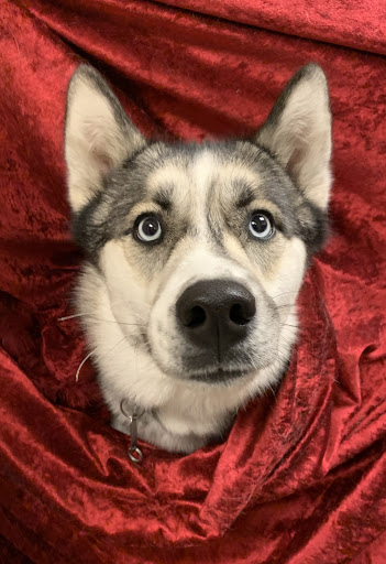 Pet Boarding Service «About Pets Center», reviews and photos, 1604 Conehurst Blvd, Salem, VA 24153, USA