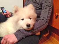 Walk, Wag, Woof - Photo 8 - Car repair in New Hartford, NY, Utica