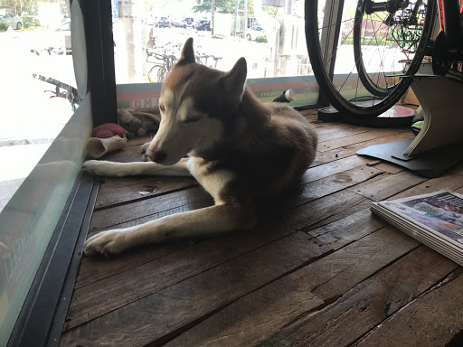 Bicycle Store «The Path Bicycle and Ride Shop», reviews and photos, 647 Cleveland St, Clearwater, FL 33755, USA