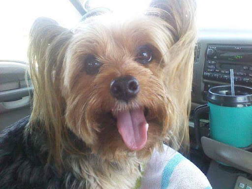 Pet Groomer «Dog House Grooming Shop», reviews and photos, 103 Mohawk Dr, Portsmouth, VA 23701, USA