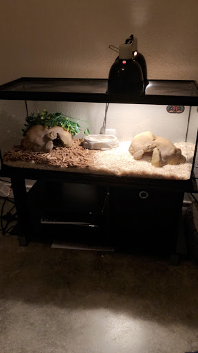 Reptile Store «CV Exotics», reviews and photos, 320 Sandown Rd, East Hampstead, NH 03826, USA