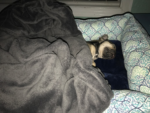 Pet Store «Puppy Boutique Store», reviews and photos, 4001 N Federal Hwy, Fort Lauderdale, FL 33308, USA