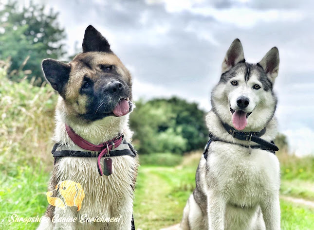 Shropshire Canine Enrichment - Dog trainer