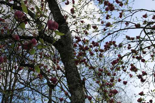 Park «Willamalane Park», reviews and photos, 1276 G St, Springfield, OR 97477, USA