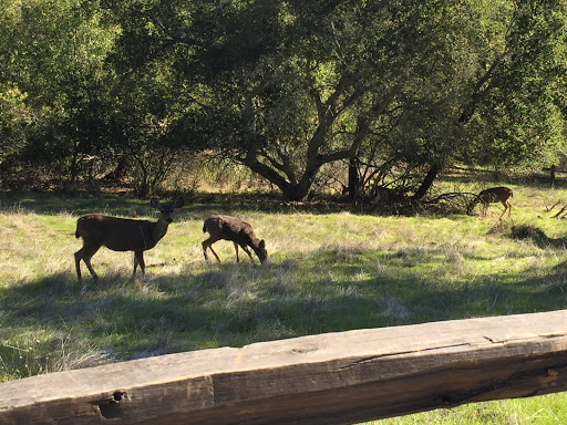 Park «Edgewood Park & Natural Preserve», reviews and photos, 10 Old Stage Coach Rd, Redwood City, CA 94062, USA