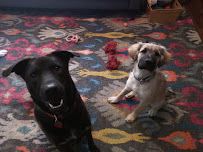 Etta's Pet Services - Photo 3 - Car repair in , Albuquerque