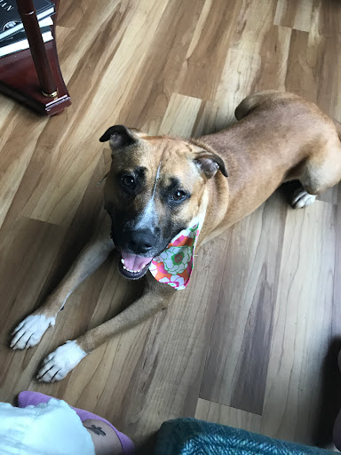 Pet Supply Store «PetSmart», reviews and photos, 139 Rolling Hills Cir, Easley, SC 29640, USA