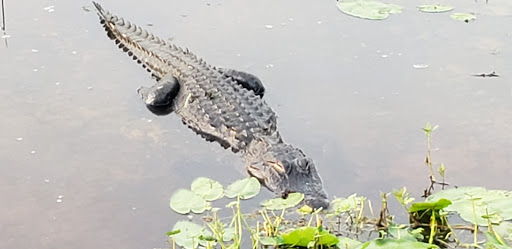 Golf Course «Tampa Palms Golf & Country Club», reviews and photos, 5811 Tampa Palms Blvd, Tampa, FL 33647, USA