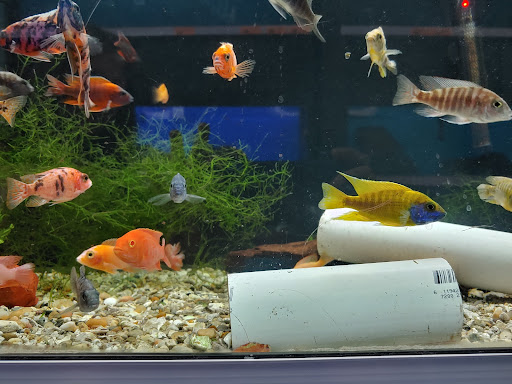 Tropical Fish Store «Richmond Aquarium», reviews and photos, 3645 Speeks Dr, Midlothian, VA 23112, USA