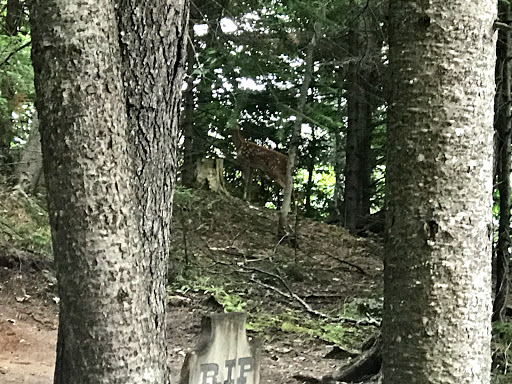 Water Park «Enchanted Forest Water Safari», reviews and photos, 3183 NY-28, Old Forge, NY 13420, USA