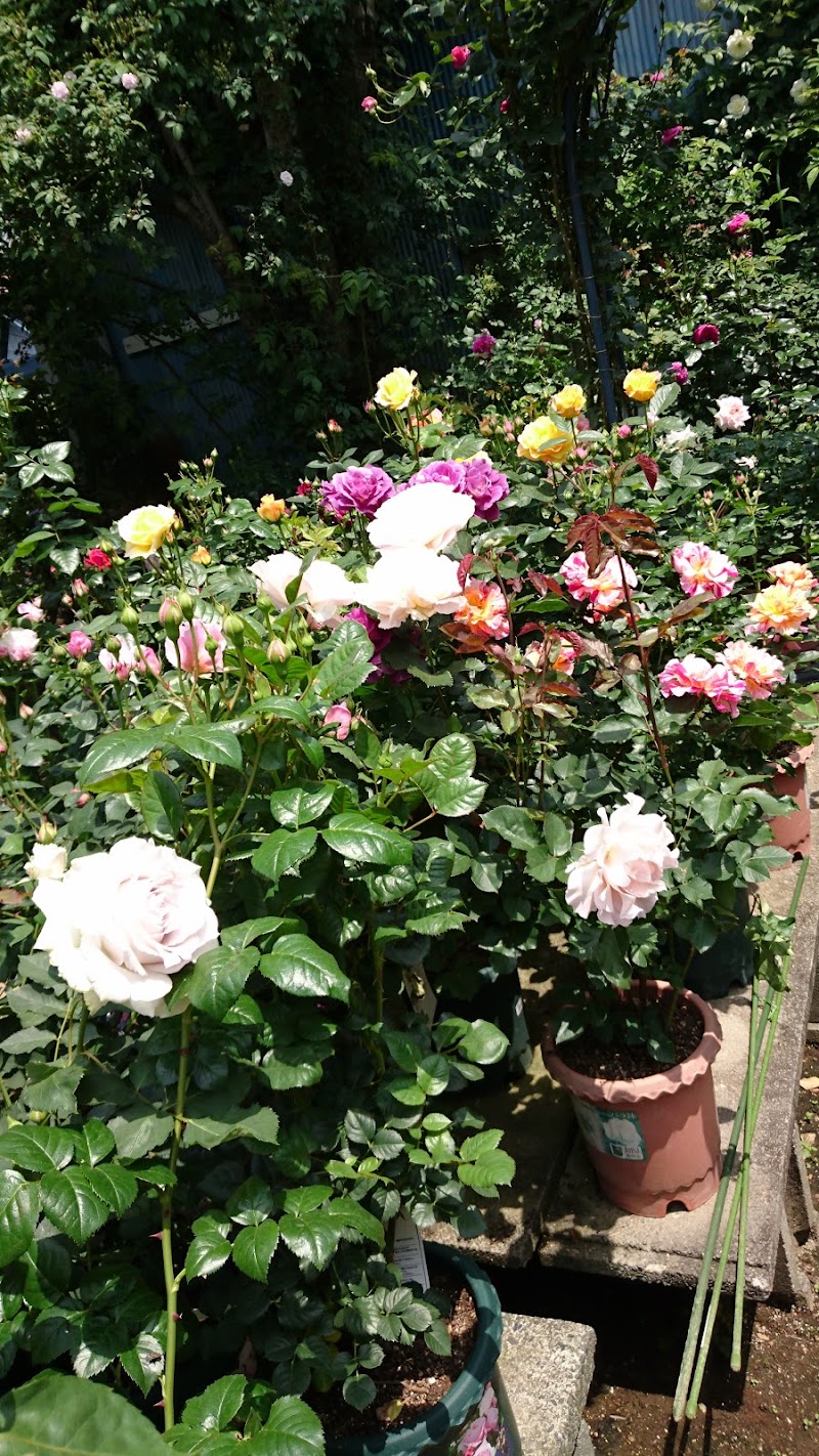 Rose Garden Kubota