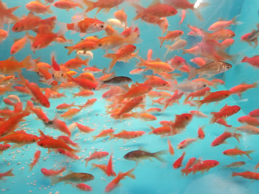 Pet Supply Store «PetSmart», reviews and photos, 310 N White Horse Pike, Lawnside, NJ 08045, USA