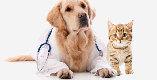 4300 SW 8th St, Coral Gables, FL 33134, USA