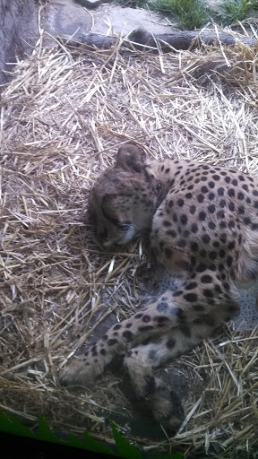 Museum «World Forestry Center - Discovery Museum», reviews and photos, 4033 Southwest Canyon Road, Portland, OR 97221, USA