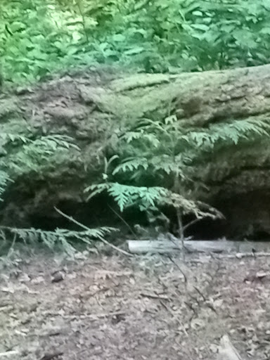 Nature Preserve «Illahee Preserve», reviews and photos, 3200 NE Riddell Rd, Bremerton, WA 98310, USA