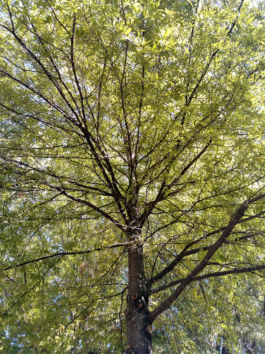 Car Repair and Maintenance «Pep Boys Auto Service & Tire», reviews and photos, 883 Dogwood Rd, Lawrenceville, GA 30044, USA