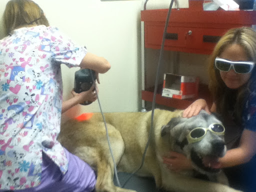 A Pet's Place of Clearwater