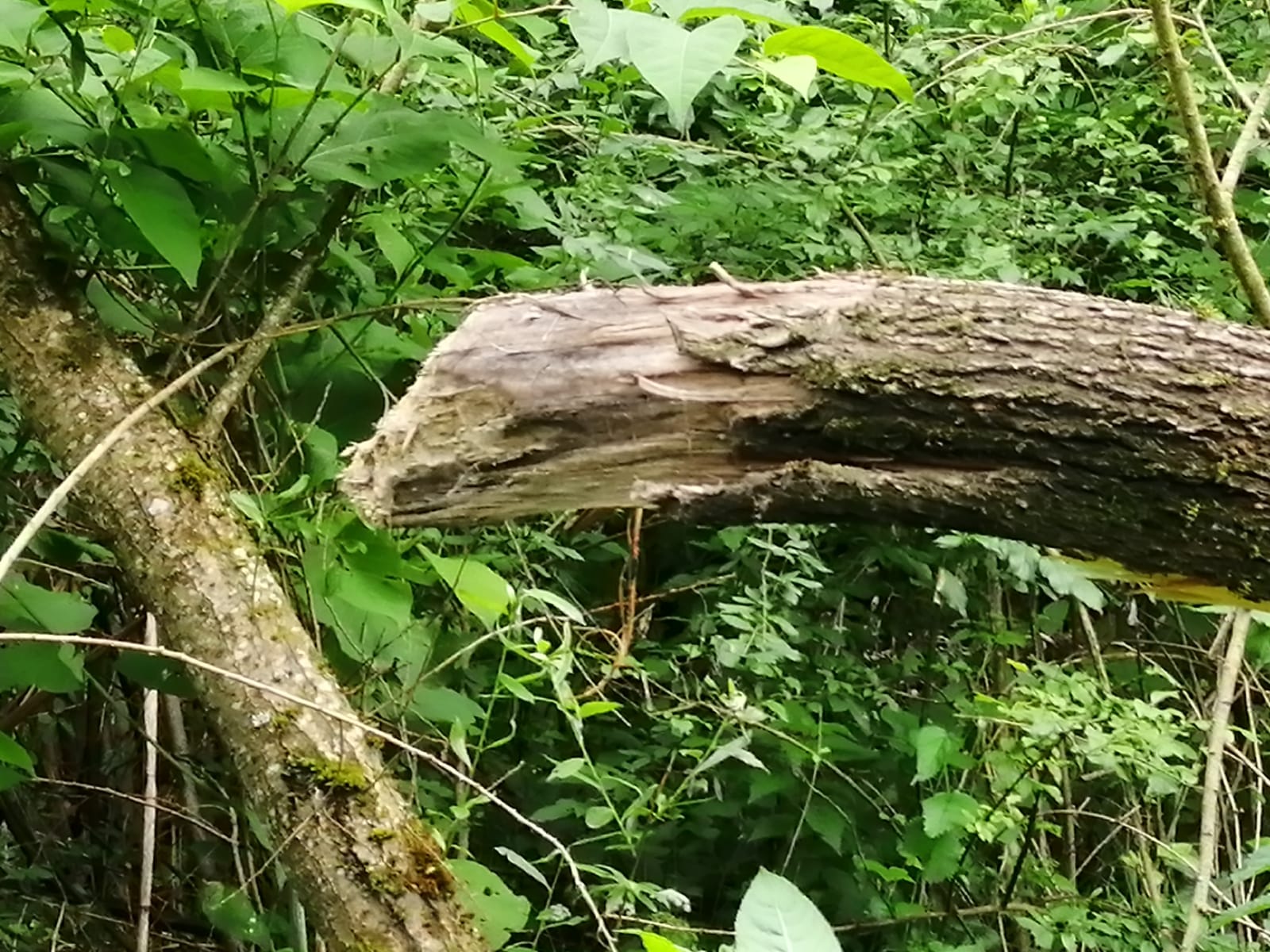 Photo n° 5 de l'avis de renardeau. fait le 18/06/2020 à 11:05