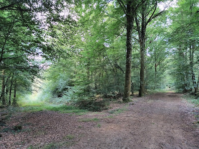 Forêt de Loudéac - Cas des Forges à La Motte