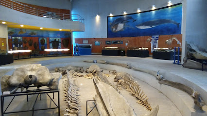 Museo Municipal de Ciencias Naturales y Arqueologia de San Antonio