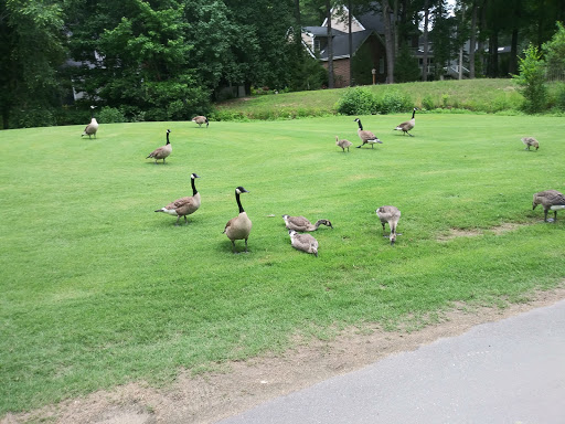 Golf Course «Lochmere Golf Club», reviews and photos, 2511 Kildaire Farm Rd, Cary, NC 27518, USA