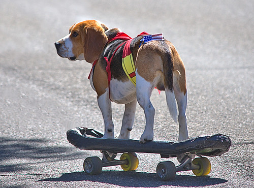 Dog Park «Mt. Airy Dog Park», reviews and photos, 3006 Westwood Northern Blvd, Cincinnati, OH 45211, USA