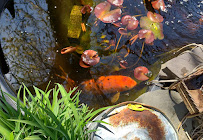 Aqua Creations Pond and Water Garden Supplies - Photo 3 - Car repair in Flint, MI, Flint