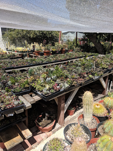 Ventura Cactus & Succulents