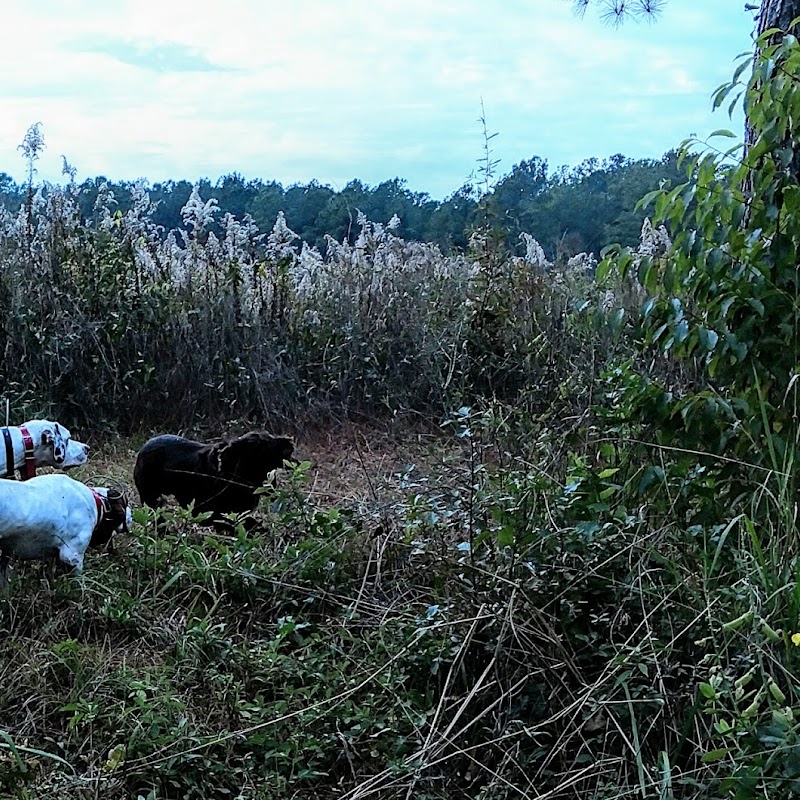 Georgia Pines Quail Hunts