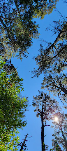 Oakland Redwoods