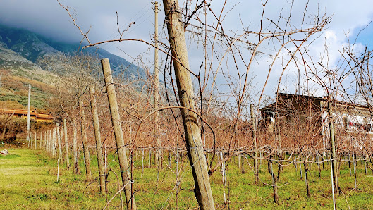 Azienda Agricola Antico Ceppo di Votino Pasquale Via Cavarena, 82013 Bonea BN, Italia