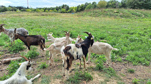 Parc à chèvres à Guyancourt