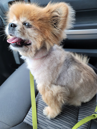 Pet Supply Store «PetSmart», reviews and photos, 14420 Farm to Market 2920, Tomball, TX 77377, USA