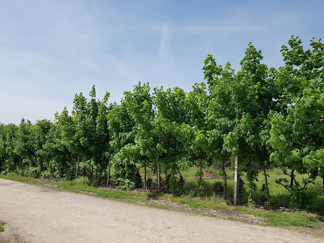 Mocsáry - Kertészkedő