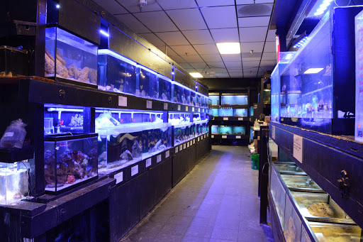 Tropical Fish Store «AquaTerra», reviews and photos, 8492 Gravenstein Hwy, Cotati, CA 94931, USA