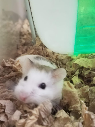 Pet Supply Store «Pet Supplies Plus», reviews and photos, 375 Paterson Ave #105, Wallington, NJ 07057, USA